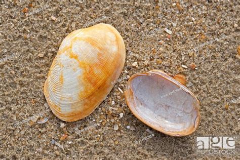 Pullet Carpetclam Pullet Venus Pullet Carpet Shell Venerupis