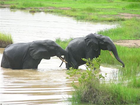 Animals That Live in Ghana - WorldAtlas