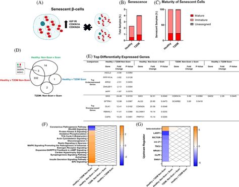 Senescent Cell Gene Expression A Cell Were Also Defined As