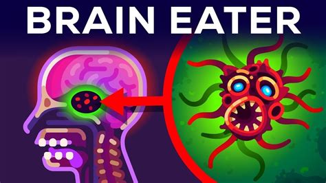 Brain Eating Virus Naegleria Fowleri Kurzgesagt Shorts