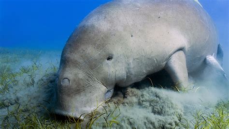 Dugongs