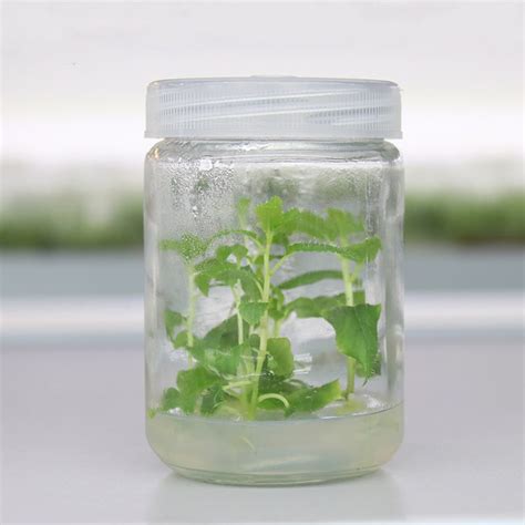 Ml Ml Ml Clear Plant Tissue Culture Glass Jar With Plastic Cap