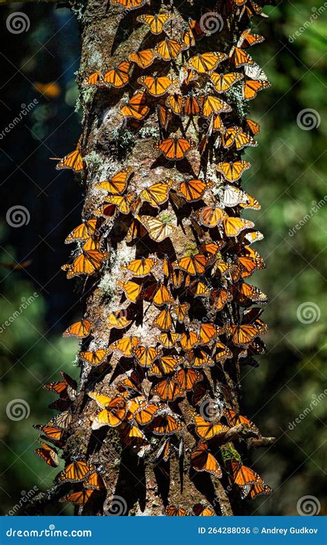 Colonia De Mariposas Monarcas Danaus Plexippus En Un Tronco De Pino En