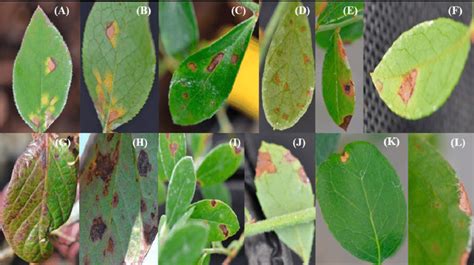 Leaf rust symptoms caused by Thekopsora minima on upper and lower leaf... | Download Scientific ...