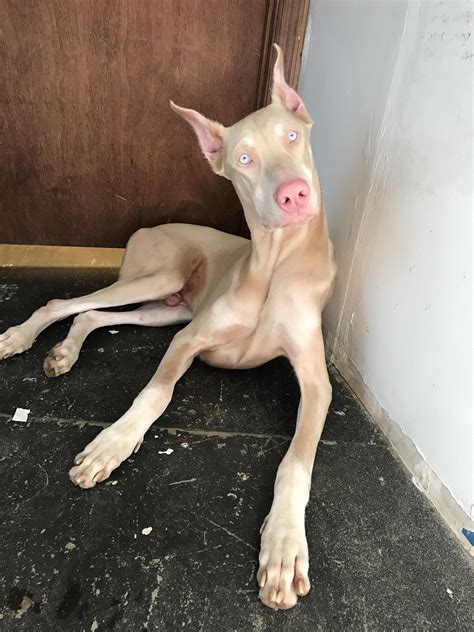 Que Es Un Doberman Albino