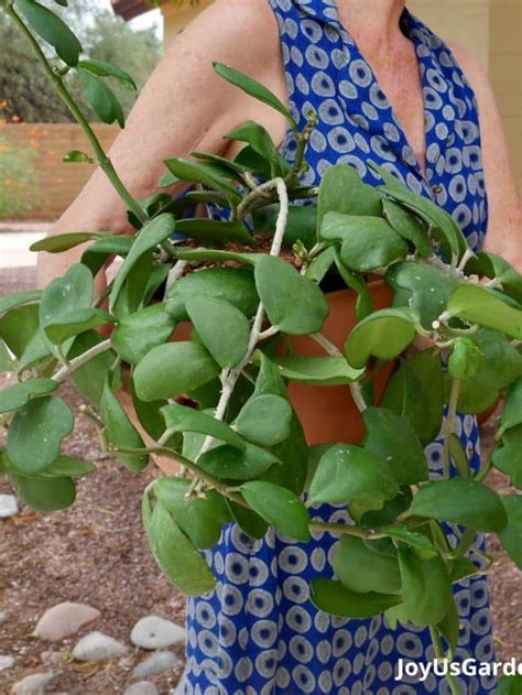 A Guide To Repotting Hoya Kerrii Sweetheart Hoya Joy Us Garden