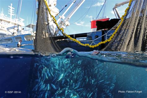 Purse Seine Setting Image Eurekalert Science News Releases