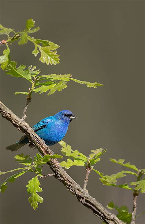 Indigo Bunting Prairie Garden Trust