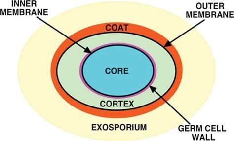 Schematic Structure Of A Bacillus Spore Sizes Of Various Layers Are