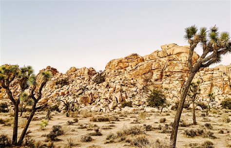 Complete Joshua Tree National Park Itinerary And Guide