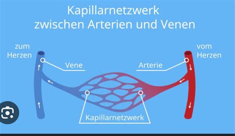 Herz Kreislauf System Karteikarten Quizlet