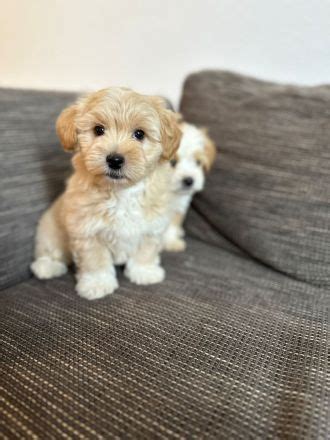 Maltipoo Welpen In Hannover Niedersachsen Snautz De