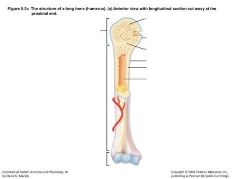 Figure 52a The Structure Of A Long Bone Humerus A Anterior View