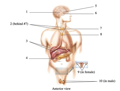 Major Endocrine Glands Diagram Quizlet