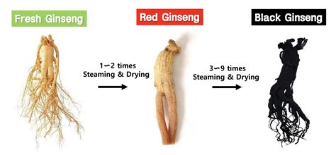 Black Ginseng Richer In Ginsenoside Compared To Red Ginseng