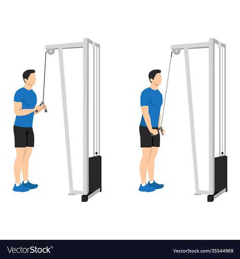 Man Doing Cable Tricep Pull Down Exercise Vector Image