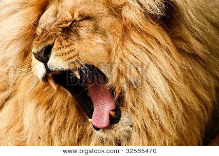 Lion Roar Image & Photo (Free Trial) | Bigstock