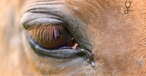 6-Eye Infections in Horses - Symptoms, Causes, Treatment, and Prevention - The Horse Advisor