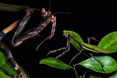 Descubren Nueva Especie De Mantis Religiosa En Brasil El Espectador