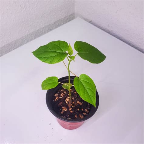 Catalpa Tree Sapling Inch Pot Etsy