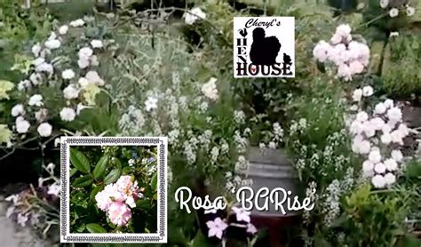 Rosa 'brise Parfum' Perfume Breeze Rose - Etsy