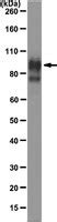 Anti Psd Antibody Clone K Mabn