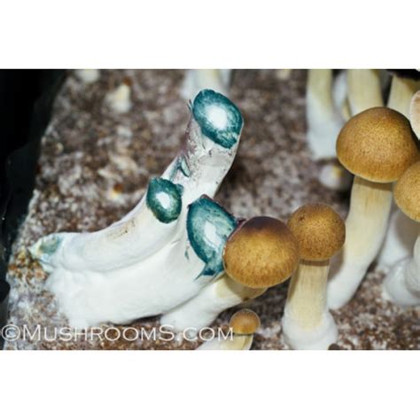 B Plus Cubensis Mushroom Spore Syringe B Plus Mushrooms Spores