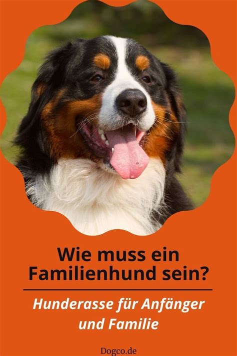 Hunderassen F R Anf Nger Und Familie Beste Rassen Als Familienhunde