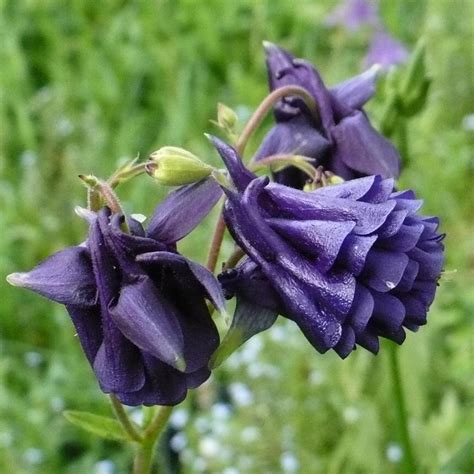 Variegated Columbine Aquilegia Vulgaris Leprechaun Gold In The