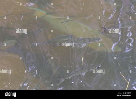 Sea Mullet Mugil Cephalus Actinopterygii Stock Photo Alamy