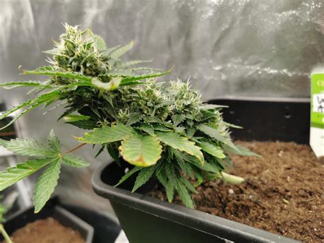 Royal Queen Seeds White Widow Automatic Grow Diary Journal Week8 By