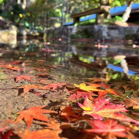 日本の秋ならではの絶景！秋のおすすめ景色23選の写真（photo By まるびさん）