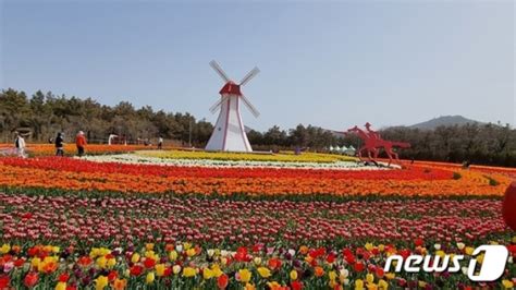 신안은 지금 꽃천지 임자도 백만송이 튤립 축제 5일 개막