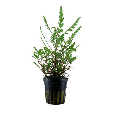 Hygrophila Pinnatifida Online Aquarium Plants Uk Aquatic Plants