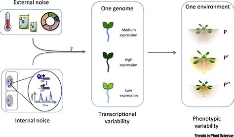 Does Gene Expression Noise Play A Functional Role In Plants Trends In