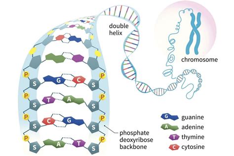 Unit 9 DNA Structure And Replication Mrs Johnson S Site