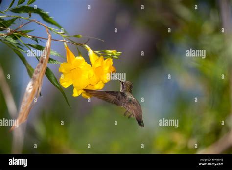 Hummingbird At Yellow Trumpet Flower Stock Photo Alamy