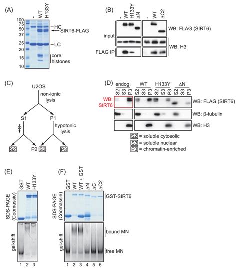 Functional Dissection Of SIRT6 Identification Of Domains That Regulate