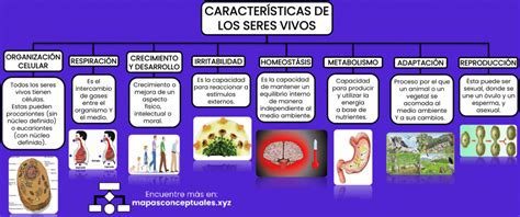 Arriba 41 Imagen Mapa Mental De Los Seres Vivos Y Sus Caracteristicas Abzlocalmx