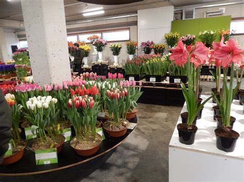 25 of the Latest NEW Tulip Varieties to Love! Check ‘em Out HERE! - Grand Central Floral