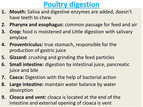 Digestion And Absorption In Ruminant And Non Ruminant Pptx