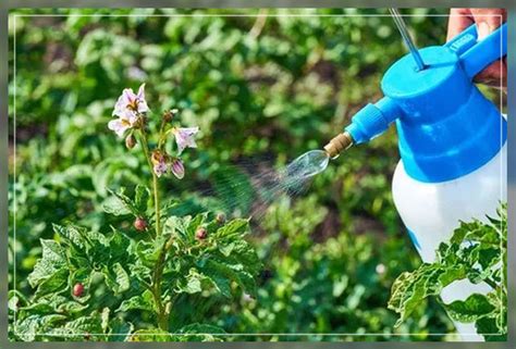 Organic Pest Control Al Ardh Alkhadra