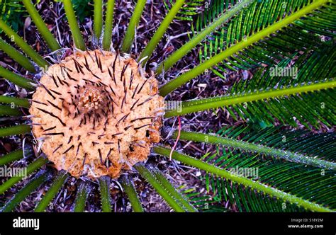 Spiny Plant Hi Res Stock Photography And Images Alamy