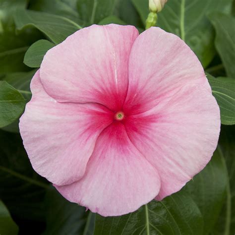 Breeders Seeds Ltd Annual Seeds Vinca Cora Cascade XDR