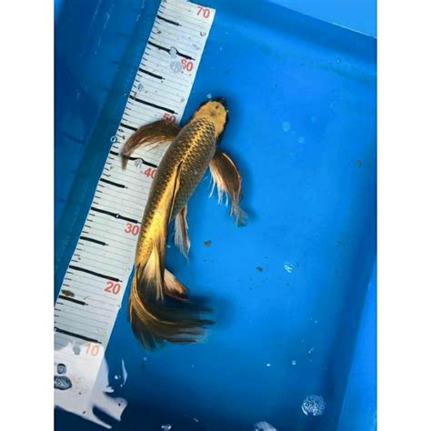 jual koi kabuto slayer shopee indonesia