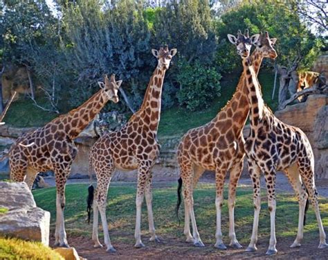 Bioparc Valencia Lucha Por La Conservaci N De La Jirafa