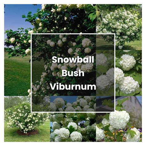 How To Grow Snowball Bush Viburnum Plant Care And Tips Norwichgardener