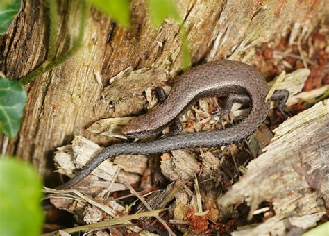 Southern Forest Coolskink From Monbulk VIC 3793 Australia On September