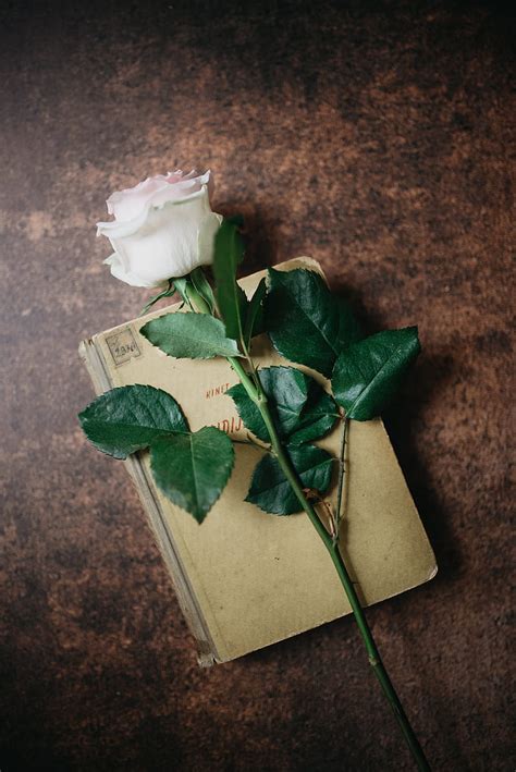 Rose Flower Book Aesthetics HD Phone Wallpaper Peakpx