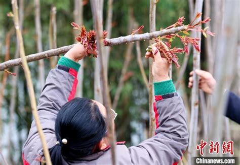 湖北荆门一乡村：小香椿成村民致富增收“大产业” 腾讯新闻